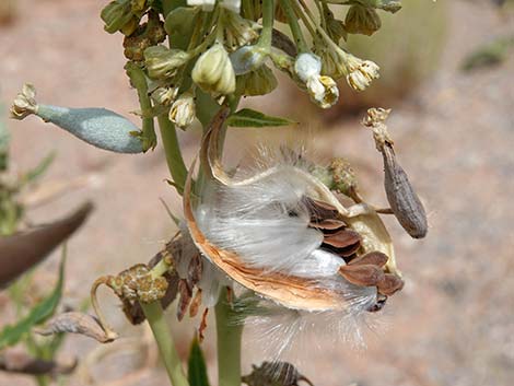 Desert Milkweed (Asclepias erosa)