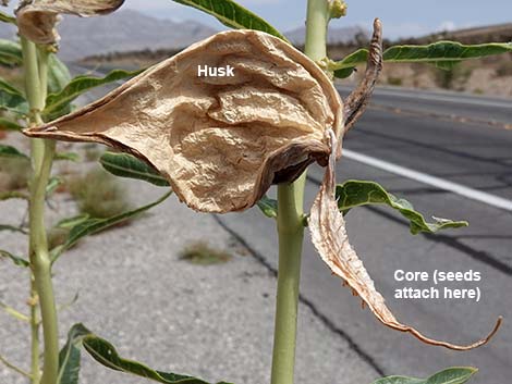 Desert Milkweed (Asclepias erosa)