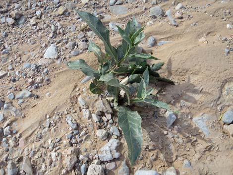 Desert Milkweed (Asclepias erosa)