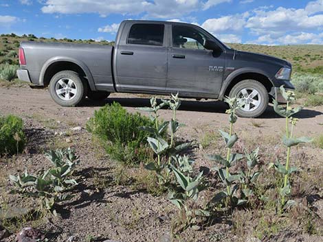 Desert Milkweed (Asclepias erosa)