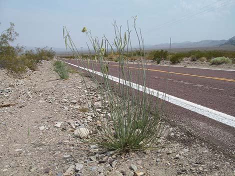 Rush Milkweed (Asclepias subulata)