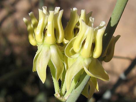 Rush Milkweed (Asclepias subulata)