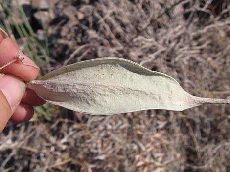 Rush Milkweed (Asclepias subulata)