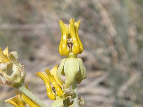 Rush Milkweed (Asclepias subulata)