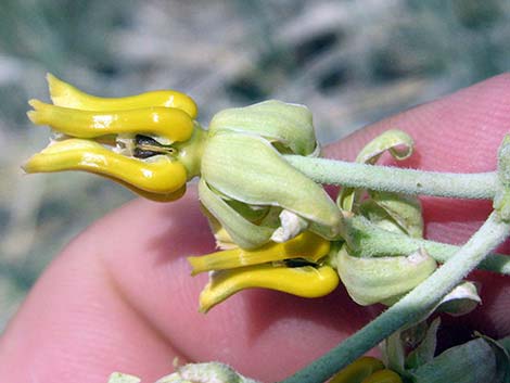 Rush Milkweed (Asclepias subulata)