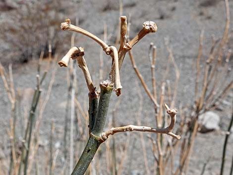 Rush Milkweed (Asclepias subulata)