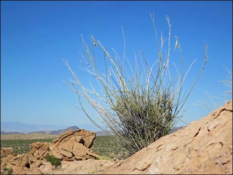 Rush Milkweed (Asclepias subulata)