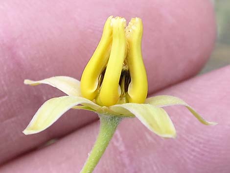 Rush Milkweed (Asclepias subulata)