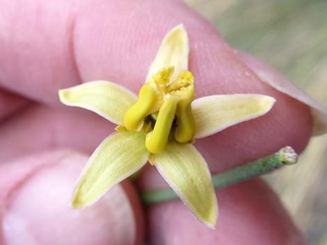 Rush Milkweed (Asclepias subulata)