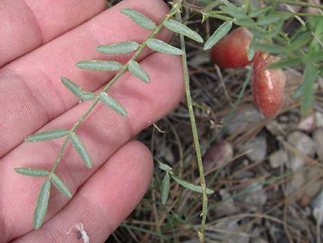 Clokey Milkvetch (Astragalus aequalis)