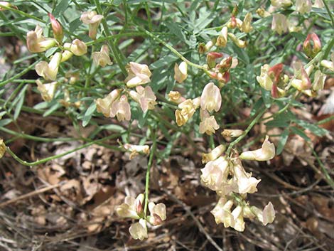 Clokey Milkvetch (Astragalus aequalis)