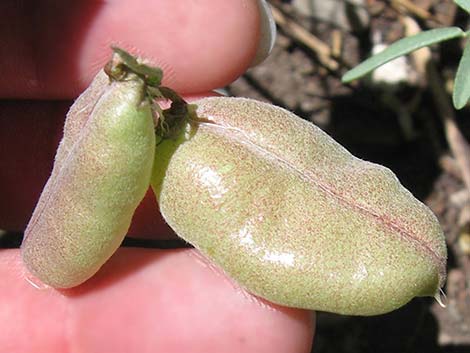 Clokey Milkvetch (Astragalus aequalis)