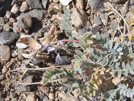 Crescent Milkvetch (Astragalus amphioxys)