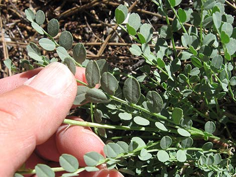 Beckwith's Milkvetch (Astragalus beckwithii)