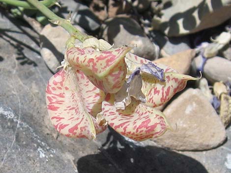 Beckwith's Milkvetch (Astragalus beckwithii)