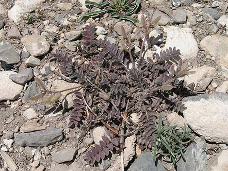 Minthorn's Milkvetch (Astragalus minthorniae)