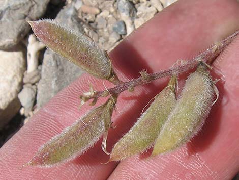 Minthorn's Milkvetch (Astragalus minthorniae)