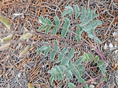 Minthorn's Milkvetch (Astragalus minthorniae)