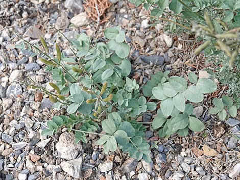 Minthorn's Milkvetch (Astragalus minthorniae)