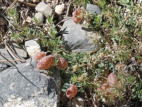 Clokey Egg Milkvetch (Astragalus oophorus var. clokeyanus)