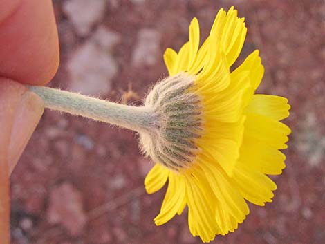 Desert Marigold (Baileya multiradiata)