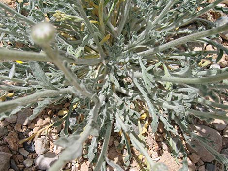 Desert Marigold (Baileya multiradiata)