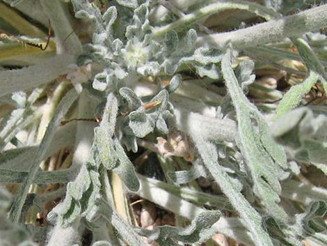 Desert Marigold (Baileya multiradiata)