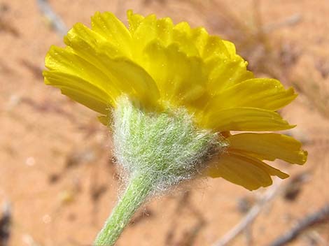 Woolly Desert Marigold (Baileya pleniradiata)