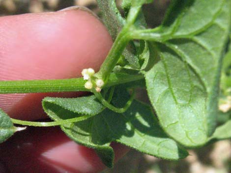 Desert Starvine (Brandegea bigelovii)