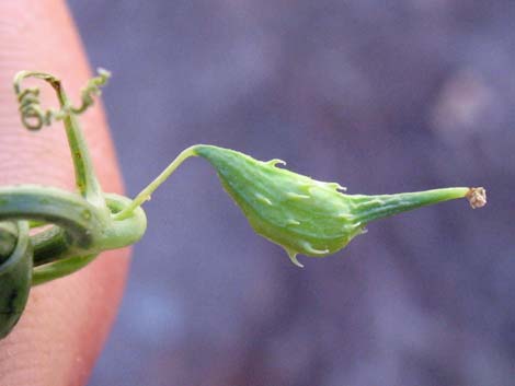 Desert Starvine (Brandegea bigelovii)