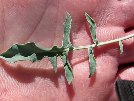 Thickstem Wild Cabbage (Caulanthus crassicaulis)