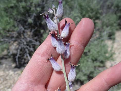 Thickstem Wild Cabbage (Caulanthus crassicaulis)