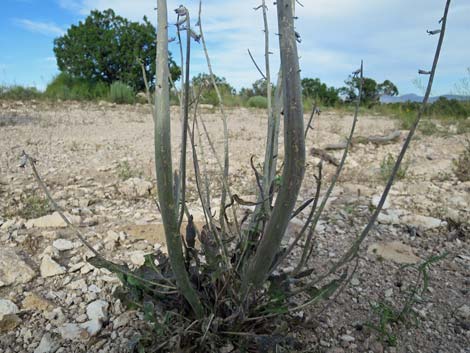 Thickstem Wild Cabbage (Caulanthus crassicaulis)