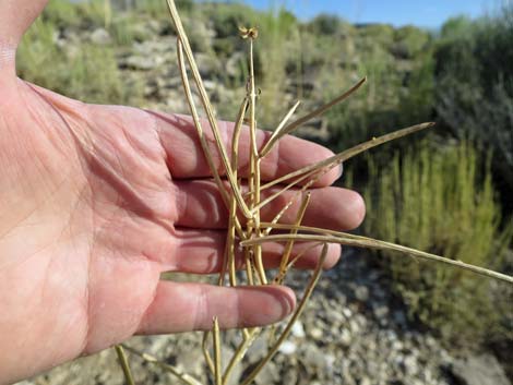 Thickstem Wild Cabbage (Caulanthus crassicaulis)