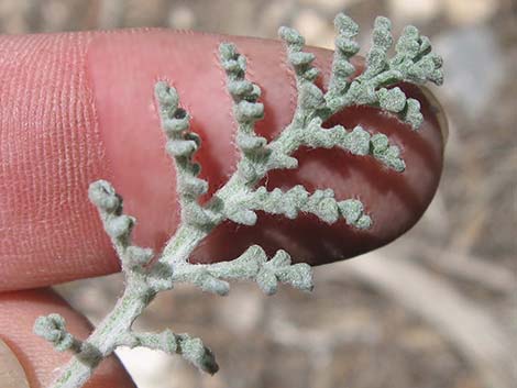 Douglas' Dustymaiden (Chaenactis douglasii)