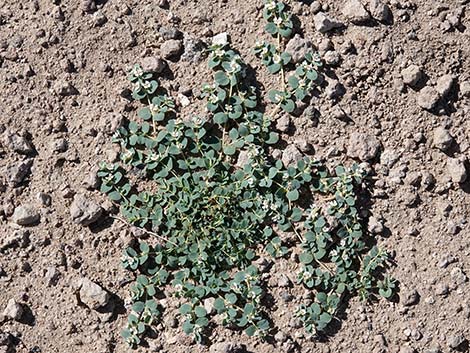 Whitemargin Sandmat (Chamaesyce albomarginata)