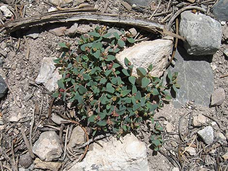 Fendler's Sandmat (Chamaesyce fendleri)