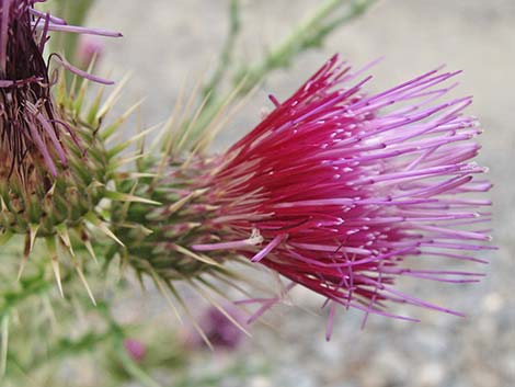 Arizona Thistle (Cirsium arizonicum)