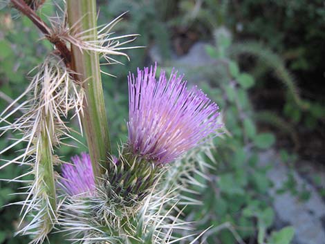 Clokey Thistle (Cirsium clokeyi)