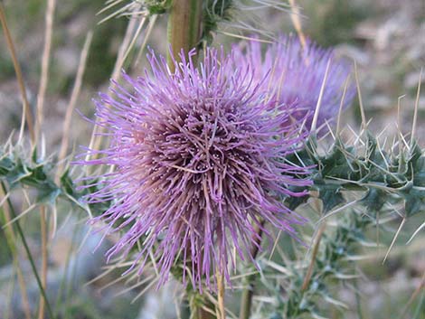 Clokey Thistle (Cirsium clokeyi)