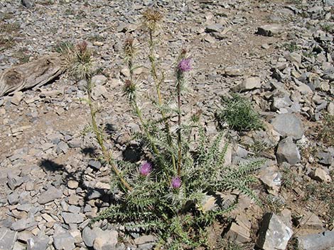 Clokey Thistle (Cirsium clokeyi)