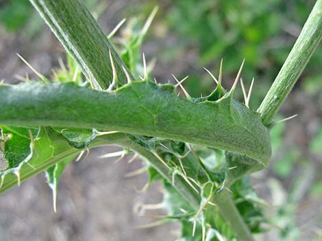 Mojave Thistle (Cirsium mohavense)