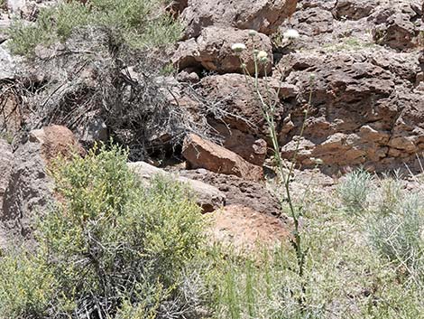 New Mexico Thistle (Cirsium neomexicanum)