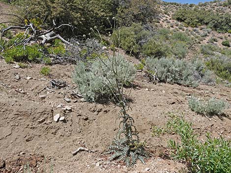 New Mexico Thistle (Cirsium neomexicanum)