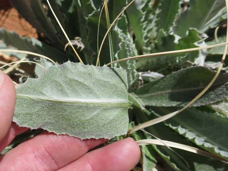 Virgin River Thistle (Cirsium virginensis)