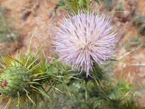 Virgin River Thistle (Cirsium virginensis)