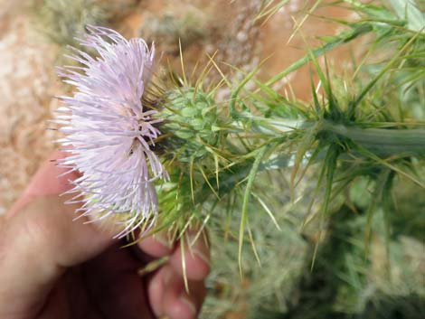 Virgin River Thistle (Cirsium virginensis)