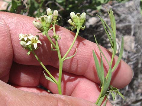 Bastard Toadflax (Comandra umbellata)