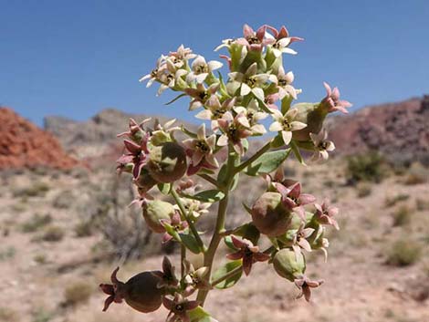 Bastard Toadflax (Comandra umbellata)