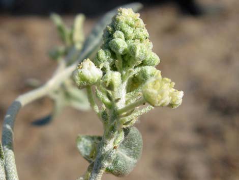 California Croton (Croton californicus)